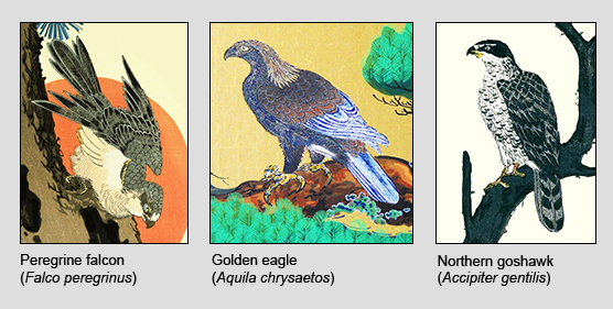 Falcon Eagle and Hawk examples